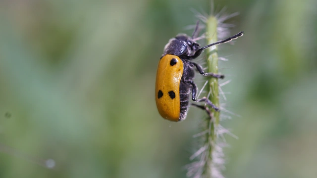 Lachnaia sexpunctata - szőrösnyakú zsákhordóbogár