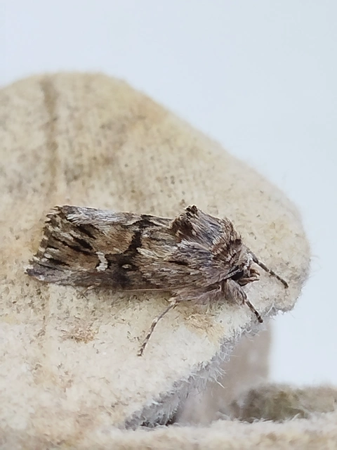 Calophasia lunula - gyújtoványfű-apróbagoly