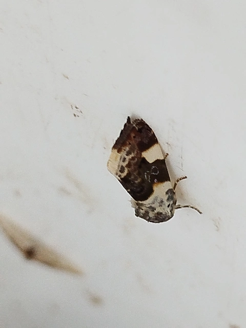 Acontia lucida - fehér nappalibagoly