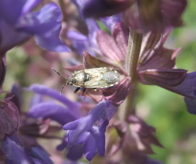 Platyplax salviae - zsályabodobács