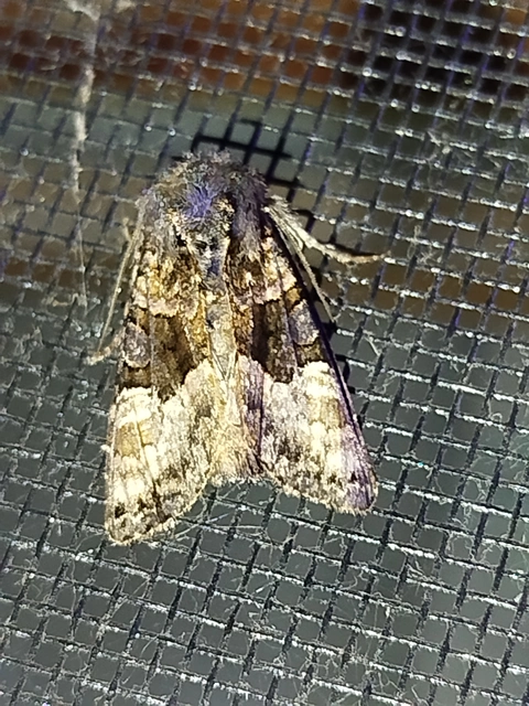 Euplexia lucipara - szeder-csipkésbagoly