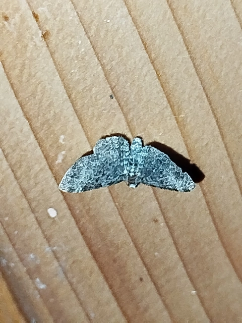 Pasiphila chloerata - hamvas törpearaszoló