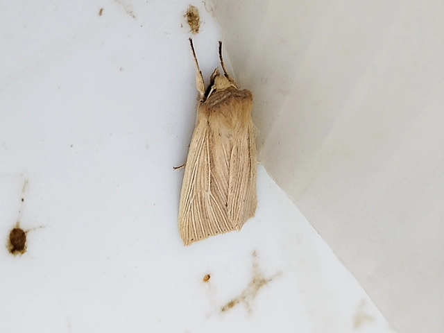 Mythimna straminea - szalmaszínű rétibagoly
