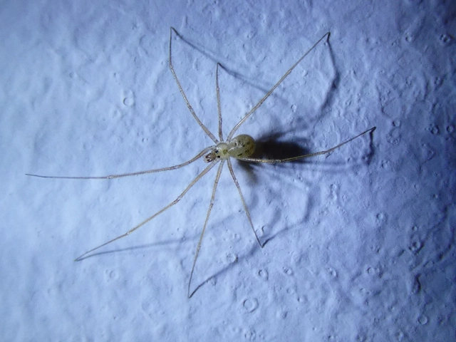 Spermophora senoculata - sápadt kis-álkaszáspók