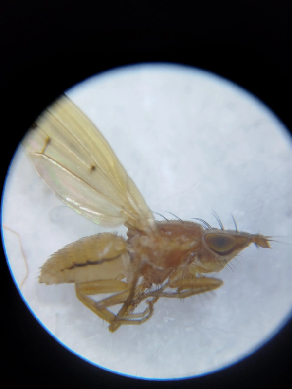 Trigonometopus frontalis
