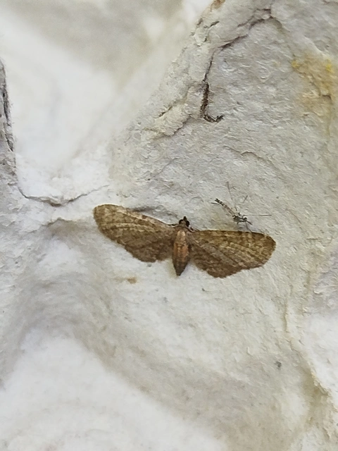 Eupithecia haworthiata - rozsdástestű törpearaszoló