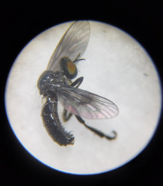 Holopogon dimidiatus