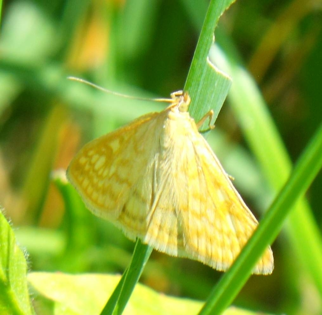 Sitochroa verticalis - világossárga dudvamoly