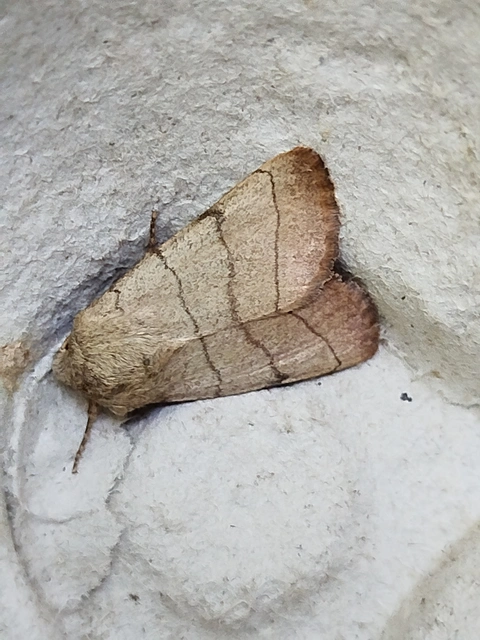 Charanyca trigrammica - háromsávos lombbagoly