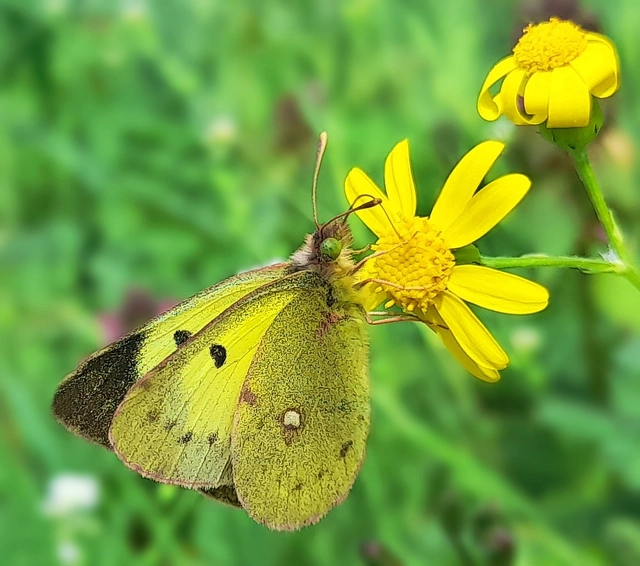 Colias erate - csángó-kéneslepke