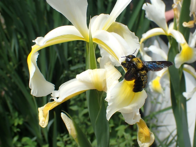 Xylocopa