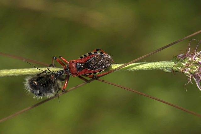 Rhynocoris iracundus - közönséges gyilkospoloska