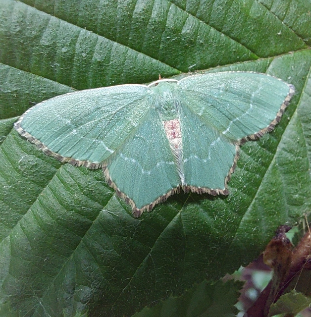 Hemithea aestivaria - nyír-zöldaraszoló