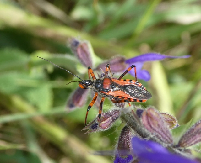 Rhynocoris iracundus - közönséges gyilkospoloska