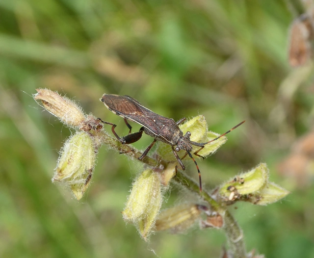 Camptopus lateralis - görbelábú karimáspoloska