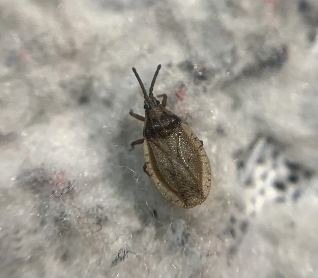 Catoplatus fabricii - vastagcsápú csipkéspoloska