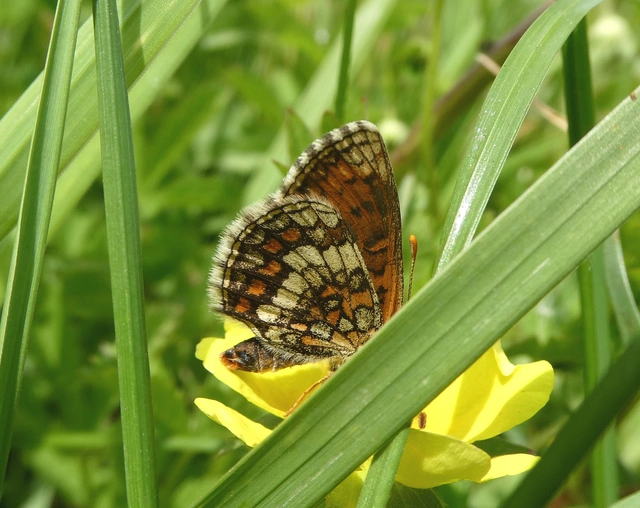 Melitaea athalia/aurelia/britomartis