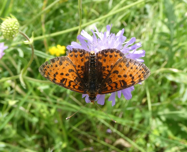 Melitaea didyma - tüzes tarkalepke