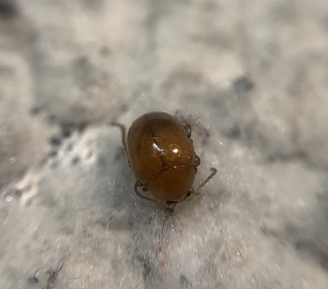 Sphaeroderma testaceum - tojásdad bogáncs-földibolha
