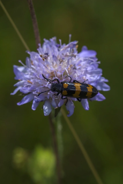 Mylabris variabilis - szalagos hólyaghúzó Mylabris variabilis - szalagos hólyaghúzó