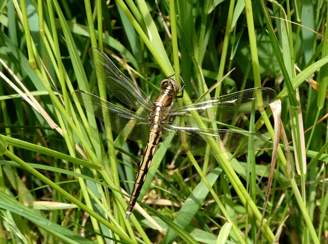 Orthetrum albistylum - fehérfarkú pásztorszitakötő