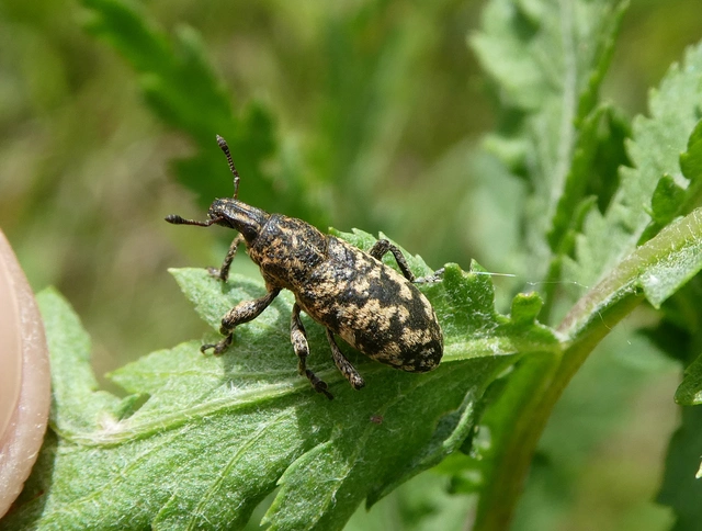 Cyphocleonus dealbatus - márványos barkó