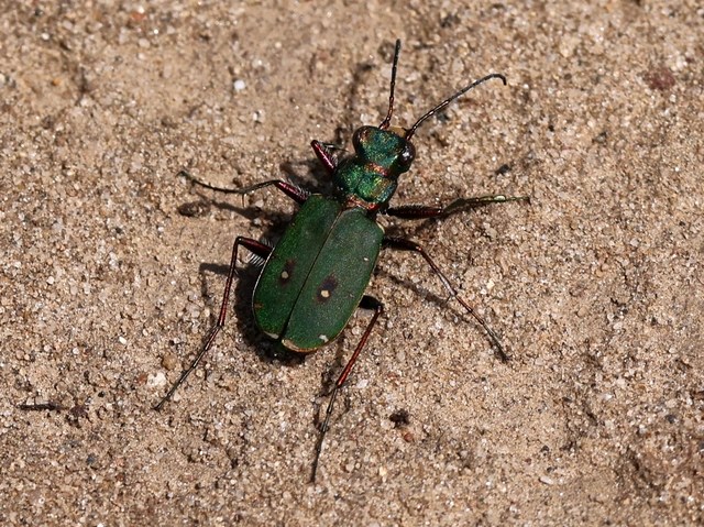 Cicindela campestris - mezei homokfutrinka