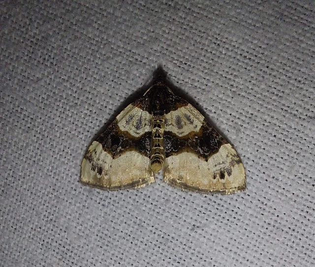 Cosmorhoe ocellata - szemes galajaraszoló