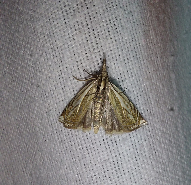 Crambus lathoniellus - mezei fűgyökérmoly