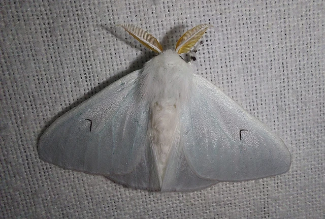 Arctornis l-nigrum - L-betűs gyapjaslepke
