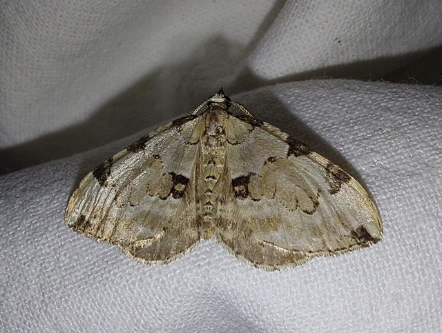 Colostygia pectinataria - zöld levélaraszoló