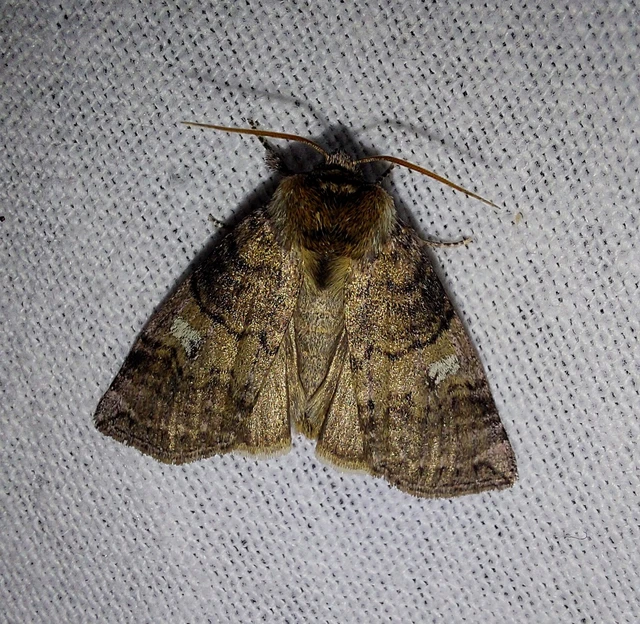 Tethea or - bélyeges pihésszövő