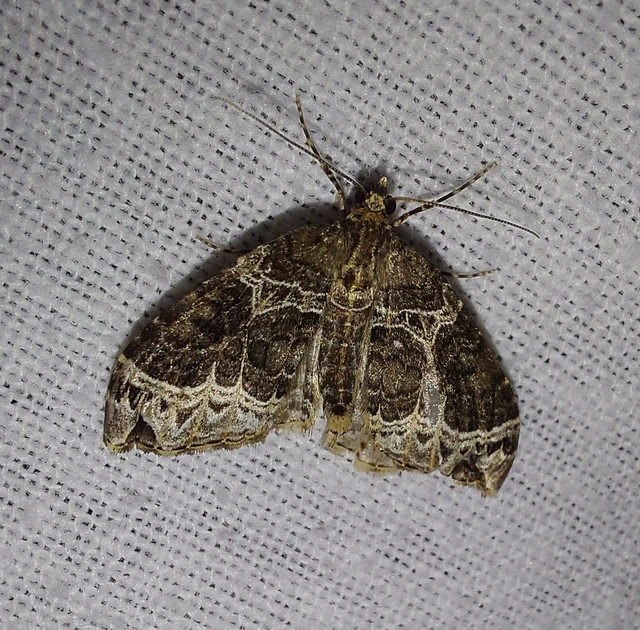 Ecliptopera silaceata - barna tarkaaraszoló