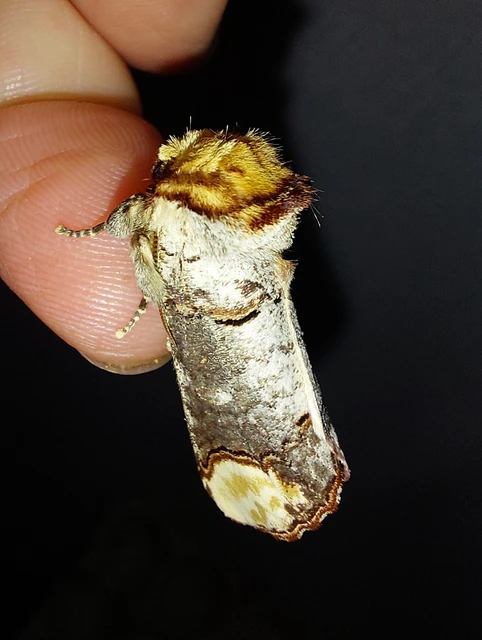 Phalera bucephala - sárgafoltos púposszövő