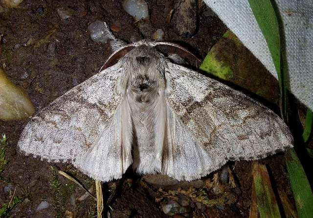 Calliteara pudibunda - hamvasszövő