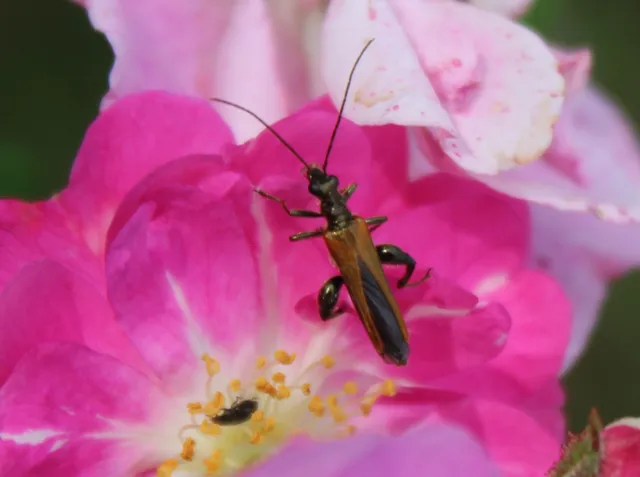Oedemera femorata - sárgahátú álcincér