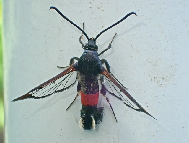 Synanthedon formicaeformis - hangyaszitkár