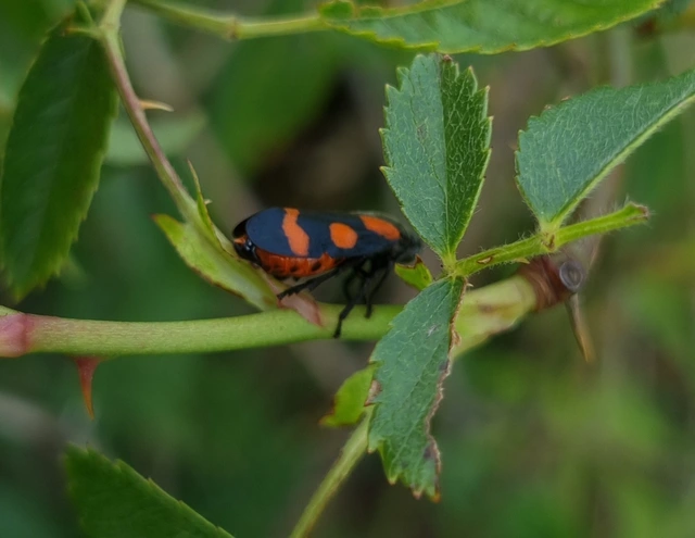 Cercopis sanguinolenta