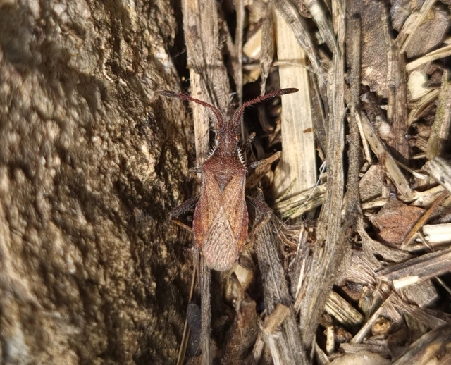 Coriomeris