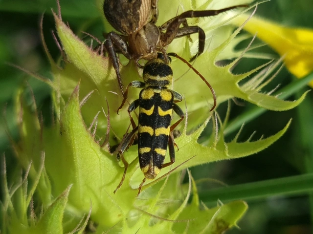 Echinocerus floralis - lucerna-darázscincér
