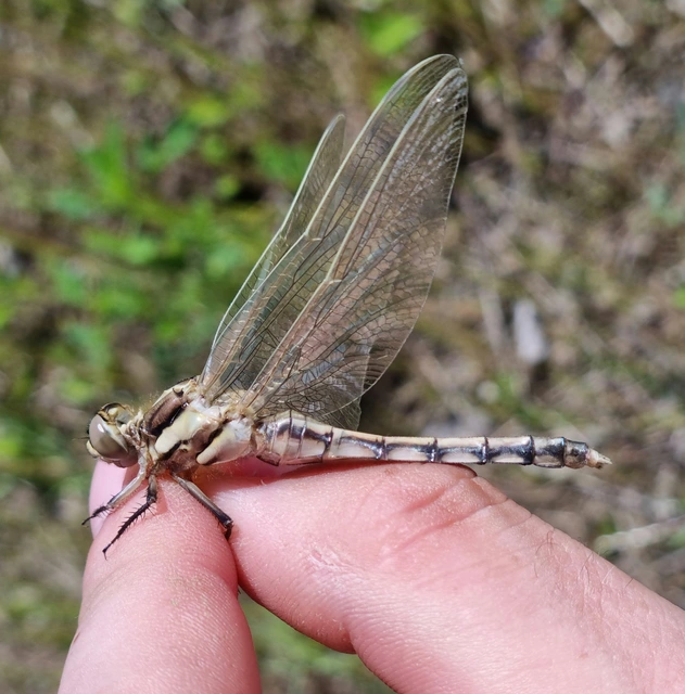 Orthetrum albistylum - fehérfarkú pásztorszitakötő