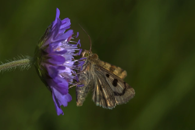 Heliothis viriplaca - mácsonyabagoly