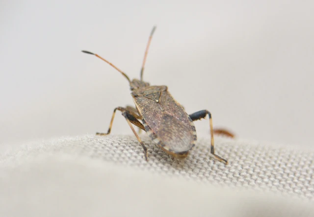 Ceraleptus gracilicornis - tüskéslábú karimáspoloska
