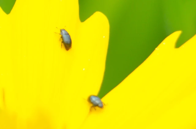 Meligethinae Meligethinae