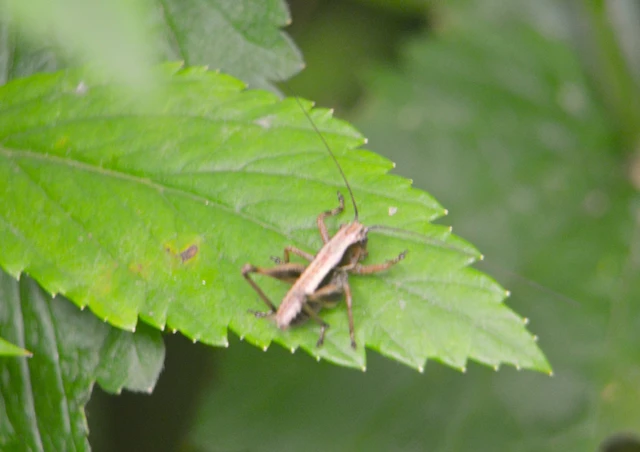 Pholidoptera griseoaptera - szürke avarszöcske