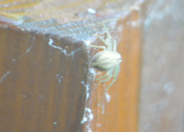 Philodromus