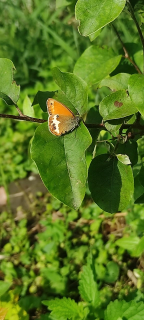 Coenonympha arcania - fehéröves szénalepke