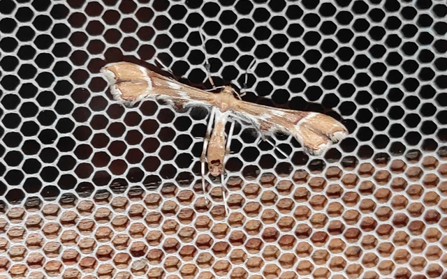 Cnaemidophorus rhododactyla - rózsabogyó-tollasmoly
