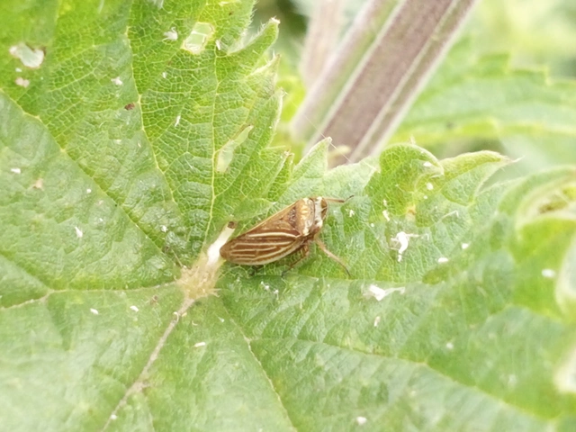 Aphrodes