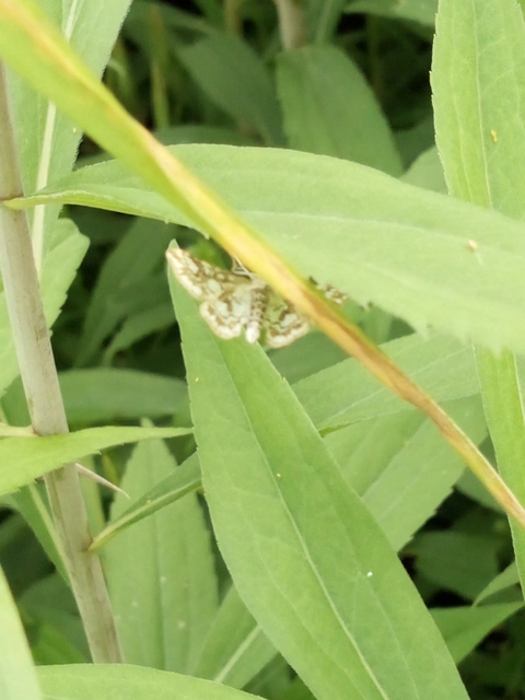 Elophila nymphaeata - tarka vízimoly